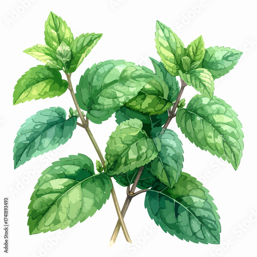 Fresh green mint plant sprigs watercolor botanical illustration.