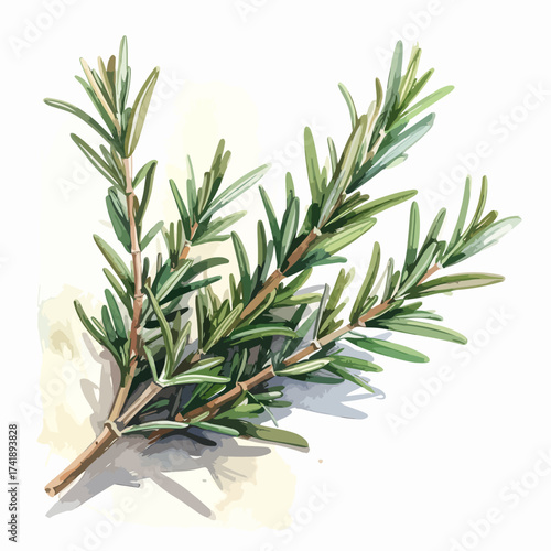 Fresh rosemary sprig with green leaves and brown stem for cooking.