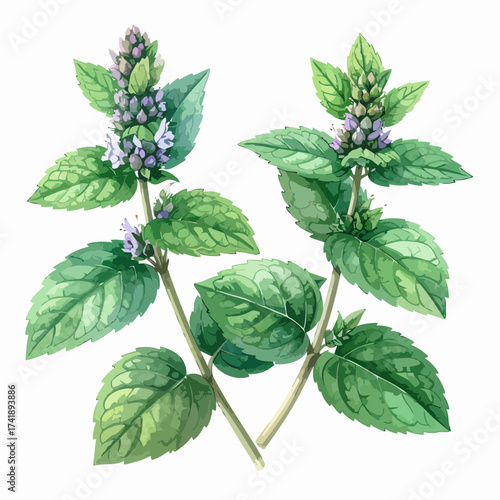 Two sprigs of fresh blooming mint plant watercolor botanical illustration.