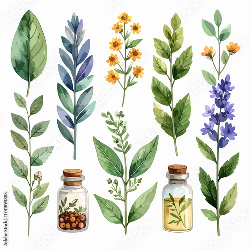 Watercolor Botanical Collection with Herbs and Essential Oils.