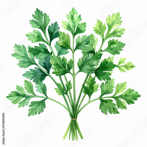Watercolor Illustration of Fresh Parsley Bunch, Culinary Herb, Healthy Eating.