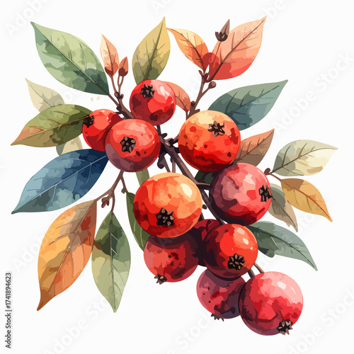 Watercolor painting of vibrant red crabapples with green and orange leaves.