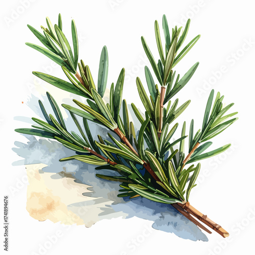 Watercolor Illustration of Fresh Rosemary Sprig, Culinary Herb, Aromatic Plant.