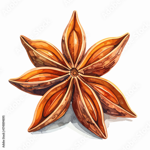 Star anise spice aromatic spice used in cooking and baking.