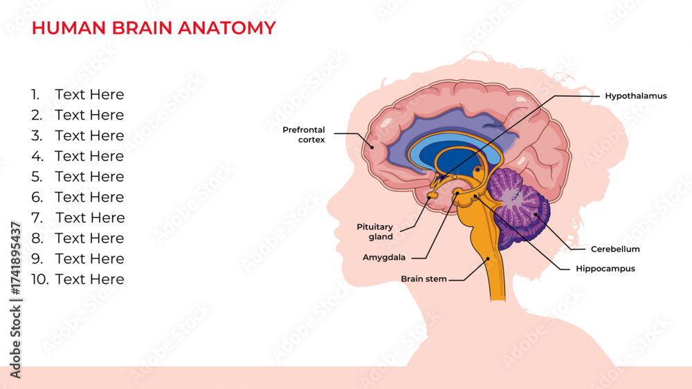 Fototapeta premium human brain, medical studies, medical students, brain anatomy, women, 
