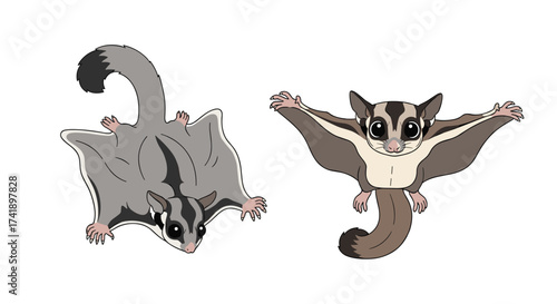 Sugar gliders are small nocturnal marsupials that glide between trees.
