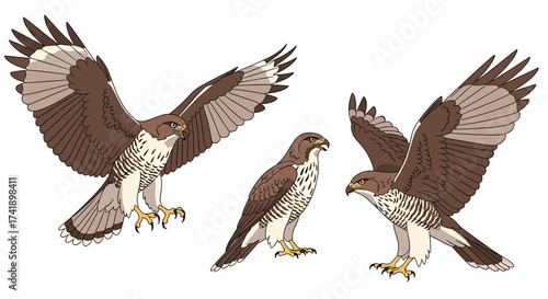 Three birds of prey with spread wings soaring and perched in flight.