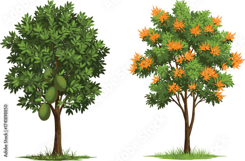 Avocado tree with green fruits beside seasonal tree with orange leaves, nature contrast, tropical garden, foliage comparison, educational illustration