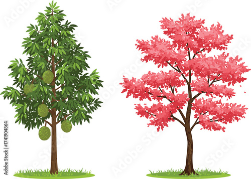 Durian tree with spiky green fruits beside pink foliage tree, tropical and temperate contrast, botanical diversity, nature illustration, educational use