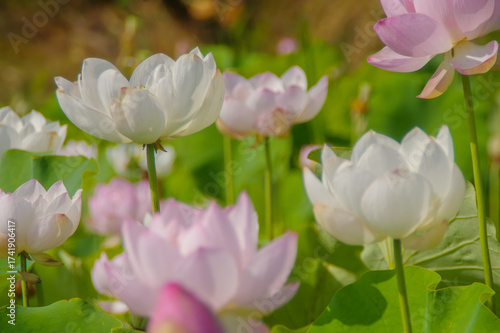 夏の陽射しに咲く淡いピンクの蓮の花