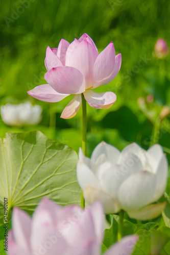 夏の陽射しに咲く淡いピンクの蓮の花、縦構図