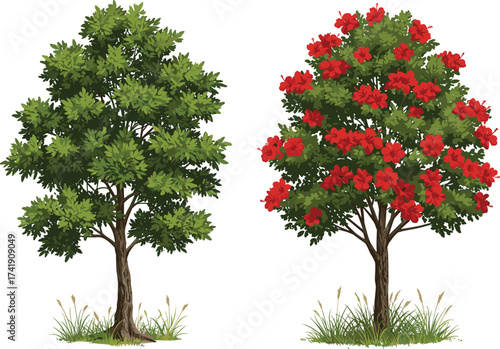 Green tree beside red flowering tree, seasonal foliage contrast, vibrant nature scene, botanical diversity, outdoor garden landscape, plant species comparison
