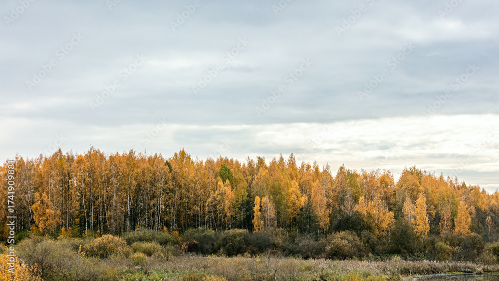 Fototapeta premium autumn forest with vibrant orange and yellow foliage under cloudy sky.