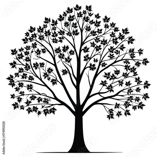 A black silhouette of a maple tree