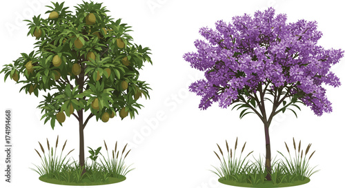 Mango fruit tree and purple blossom tree in spring garden, seasonal contrast, botanical diversity, nature illustration, flowering landscape, flora artwork
