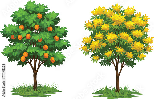 Orange fruit tree and yellow blossom tree in spring garden, seasonal contrast, botanical diversity, nature illustration, flowering flora, landscape design