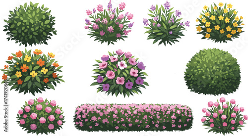 Colorful blooming bushes and flower shrubs collection, decorative garden plants, nature landscape elements, spring floral foliage, outdoor natural greenery illustration.Colorful blooming 