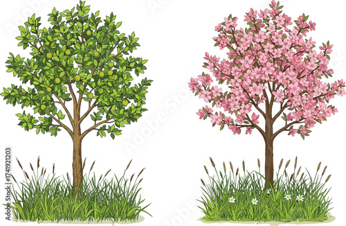 Spring blossom tree and summer green foliage, seasonal nature contrast, botanical landscape, grassy field, floral illustration, stock image, vibrant colors