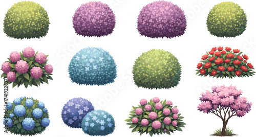 Colorful flowering bushes and shrubs collection, blooming hydrangea, decorative garden plants, pink blossoms, red flowers, purple foliage, landscape tree illustration