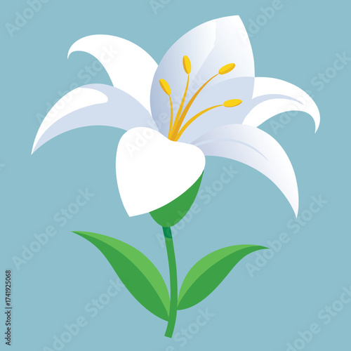 Elegant white lily flower with green leaves isolated on teal background spring bloom