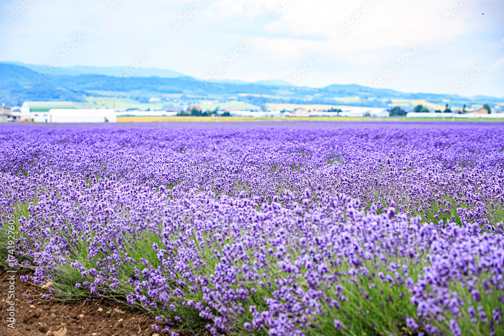 Obraz premium Vibrant Purple Lavender Field in Furano, Hokkaido, Japan 