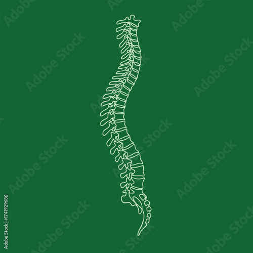 Detailed of a human spine with vertebrae and spinal cord against a solid green