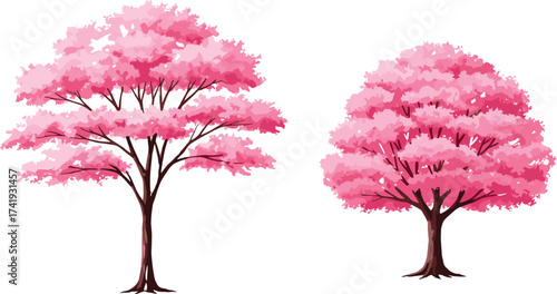 Two pink flowering trees with brown trunks, stylized cherry blossom top view for garden design, nature asset, landscape illustration, flat vector