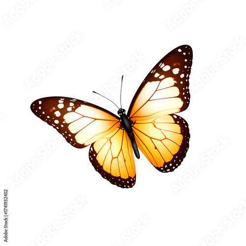 Butterfly isolated on white background