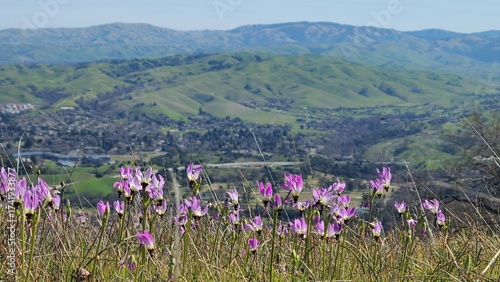Photography Shooting star flowers bloom in the hills of Northern California