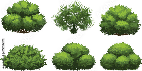 Green bush plants, tropical shrubs, natural foliage, outdoor hedge, lush greenery, ornamental plants, round bushes, garden landscape design, botanical illustration