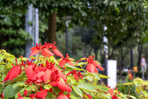 Фотография Red flowers and lush green foliage create a striking display in a natural setting