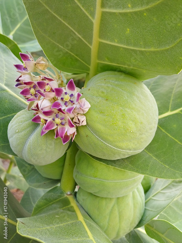 Sodom apple, Calotropis procera, purple flowers and fruits, native in the Mediterranean