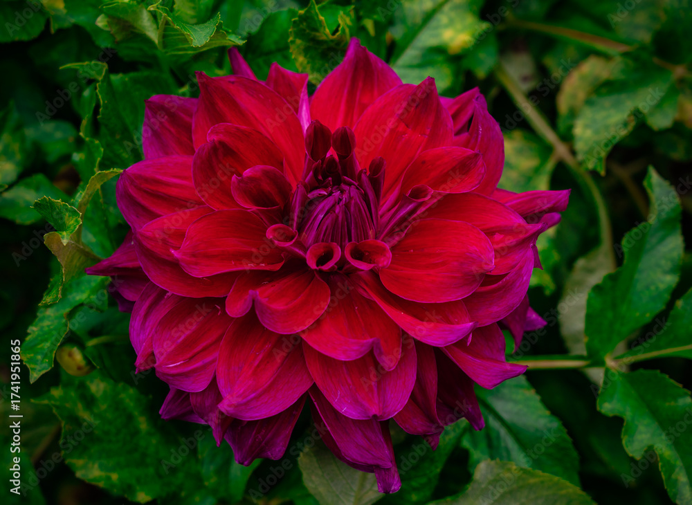 Obraz premium Dahlienblüte