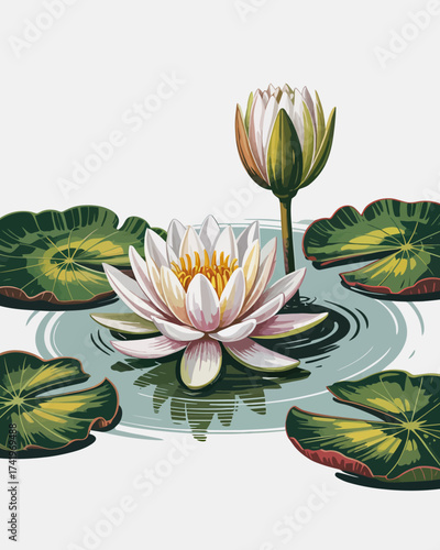 Artistic Illustration of a White Water Lily and Lily Pads on Water Surface lotus flower