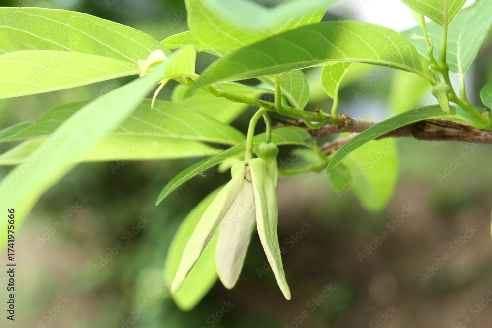 Obraz premium Annona squamosa flower blooming on branch covered above green leaves in close up view. Common name is Custard apple, Sugar apple or Sweetsop.