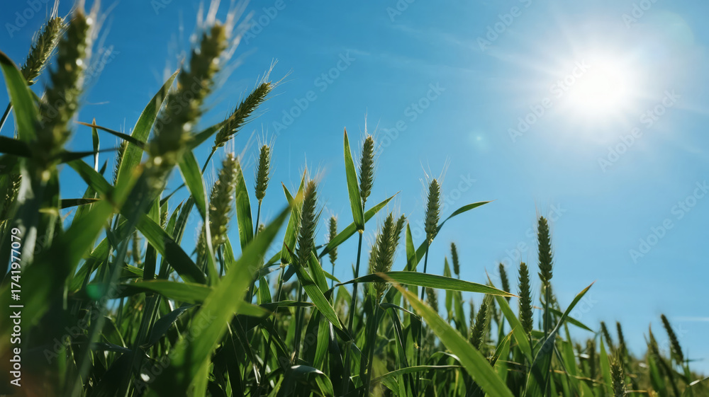 Fototapeta premium Minor Heat solar term green wheat field blue sky sunshine agriculture growth background