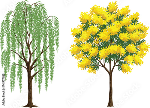 Weeping willow tree with drooping green leaves, mimosa tree with bright yellow flowers, seasonal contrast botanical nature comparison vector illustration