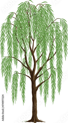 Weeping willow tree with tall slender trunk and drooping green leaves, cascading foliage botanical nature landscape vector illustration for design