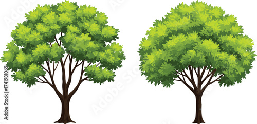 Two tall green leafy trees illustration, natural outdoor design, eco friendly landscape, summer forest plants, garden foliage, detailed nature background, decorative elementTwo tall green leafy 