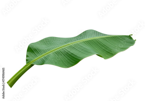 Fresh green banana leaf PNG isolated on transparent background, tropical foliage for design and decoration, vibrant nature element