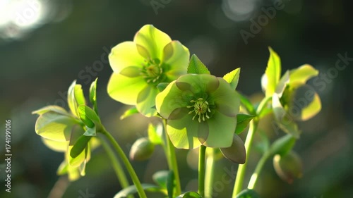 Spring's Embrace Hellebore Flowers in Golden Light