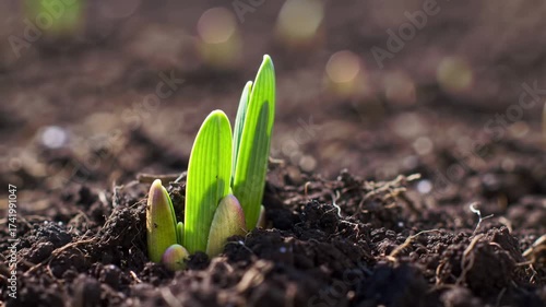 Springtime Awakening Witnessing New Life Sprouting from the Earth