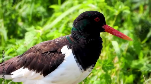 Stunning Close-Up A Colorful Oyster Catcher in the Wild