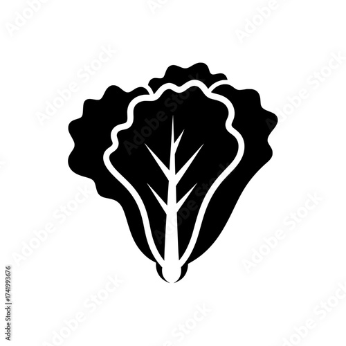 Lettuce plant illustration fresh green vegetable healthy food organic salad isolated on white.