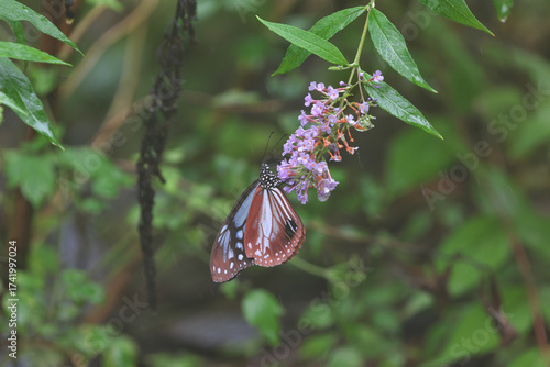 Chestnut Tiger that replenishes nutrients in the middle of autumn migration
