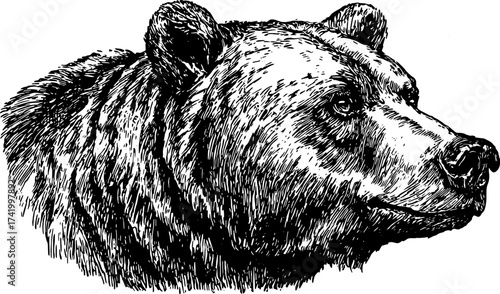 Bear head illustration in black and white outline. A vintage vector illustration showcasing the creature's realistic features and detailed texture.