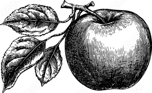 Apple with leaf and branch in detailed engraving style. Black and white botanical vector illustration.