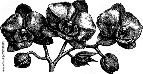 Botanical illustration of an orchid flower. Vintage outline drawing, detailed engraving style, perfect for decorative use. Vector illustration.