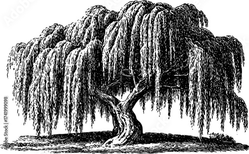 Willow tree with detailed branches and foliage in black and white. Classic vintage botanical vector illustration with textured engraving style.
