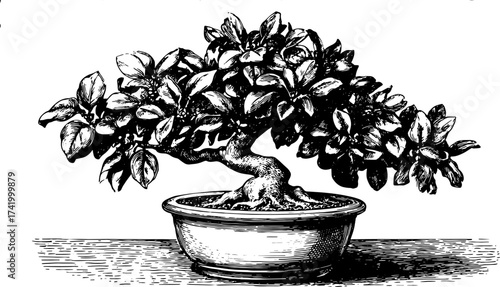 Bonsai tree in outline style. Vintage black and white illustration with detailed leaves and branches, a perfect botanical art vector set.